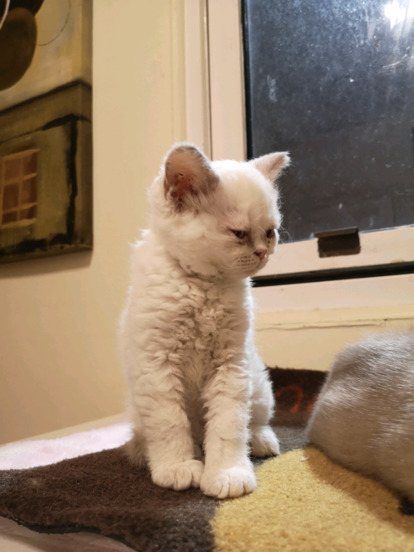 devon rex gumtree